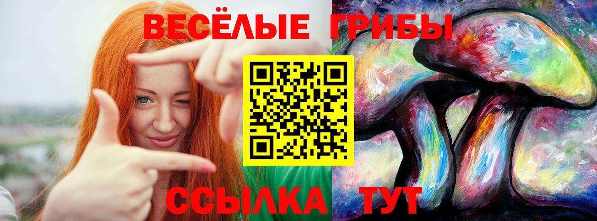 Псилоцибиновые грибы Psilocybe Бердск